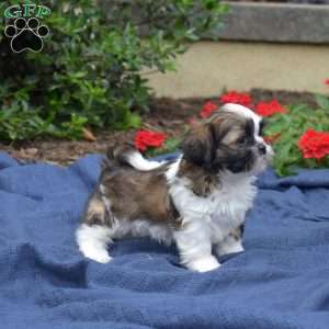 Zucchini, Shih Tzu Puppy